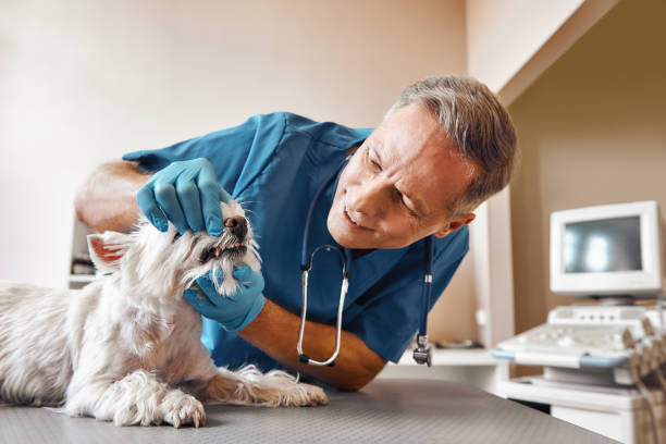 Best Emergency Dental Care for Broken or Chipped Teeth in Bothell East, WA